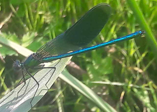 Calopteryx splendens - sávos szitakötő