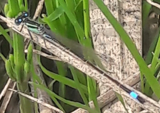 Ischnura elegans pontica - kéköves légivadász