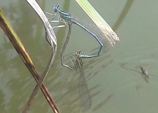 Platycnemis pennipes - széleslábú szitakötő