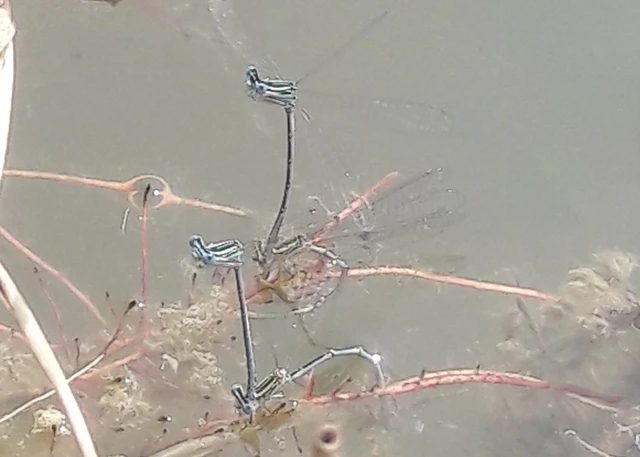 Platycnemis pennipes - széleslábú szitakötő
