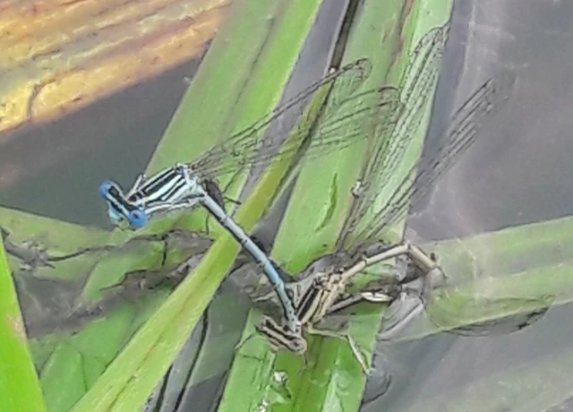 Platycnemis pennipes - széleslábú szitakötő