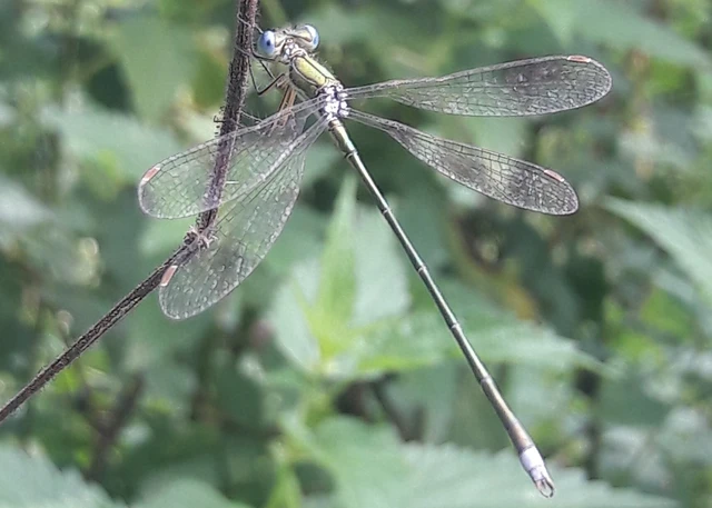 Lestes virens vestalis - kis rablószitakötő