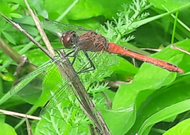 Sympetrum sanguineum - vörös katona-szitakötő