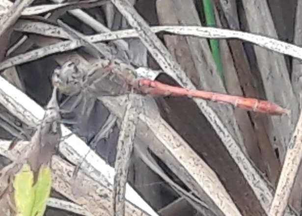 Sympetrum meridionale - fakó katona-szitakötő