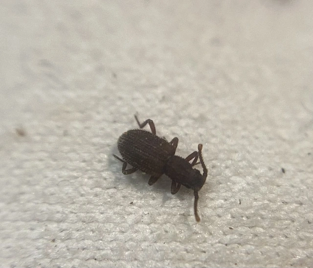 Rhopalocerus rondanii