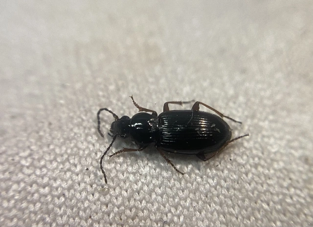 Pterostichus strenuus - gombszemű gyászfutó
