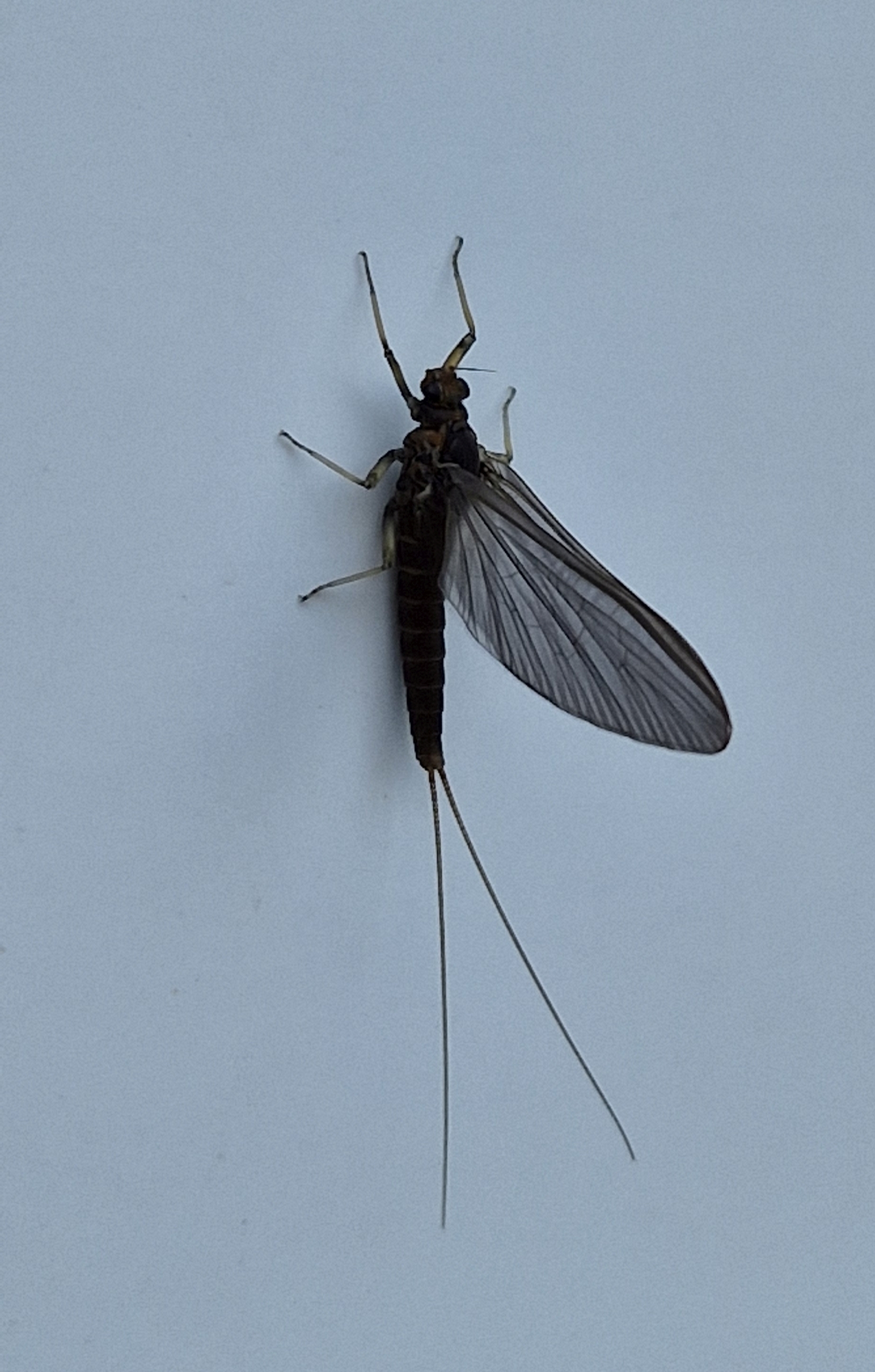 Baetis rhodani - tavaszi kérész