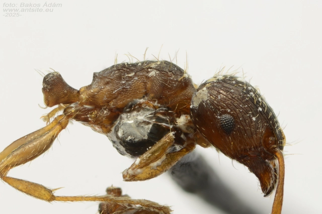 Tetramorium ferox - orosz gyepihangya