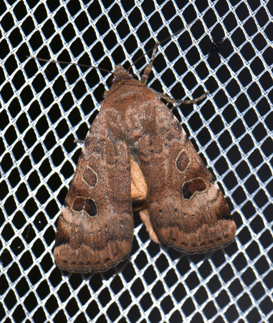 Noctua interposita - köztes sárgafűbagoly