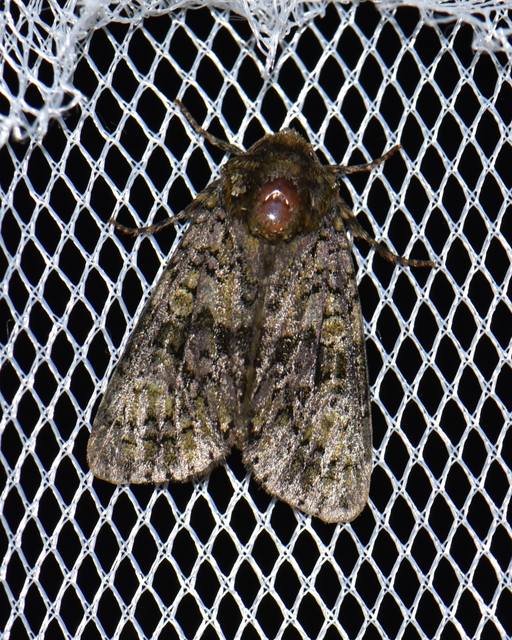 Craniophora ligustri - fagyalbagoly