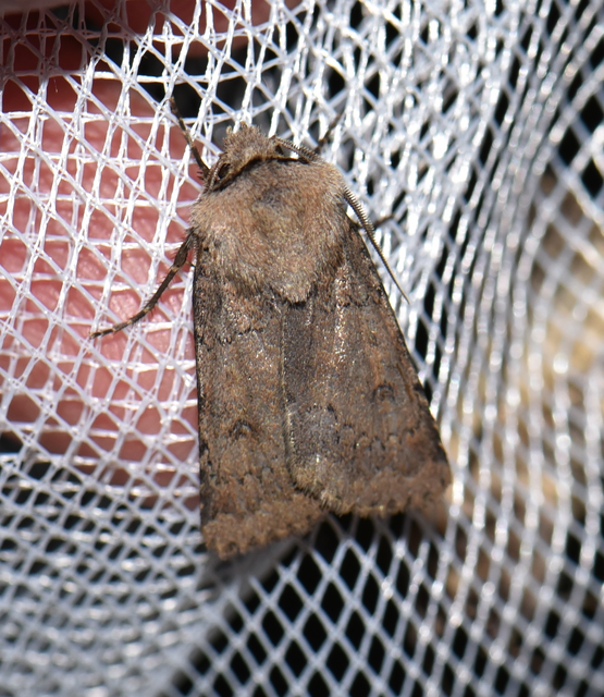 Agrotis cinerea - szürkés földibagoly
