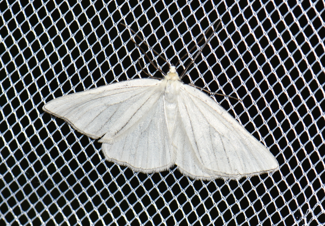 Siona lineata - vonalas fehéraraszoló
