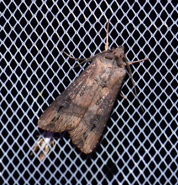 Agrotis ipsilon - nagy földibagoly
