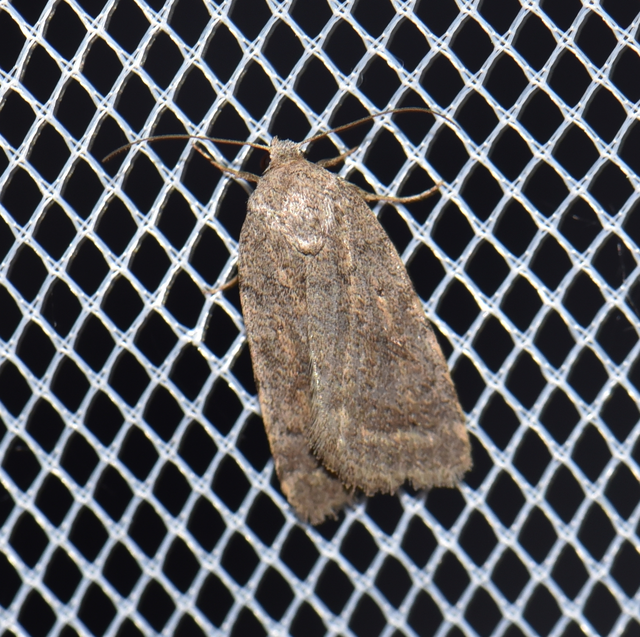 Athetis gluteosa - nyugtalan lápibagoly