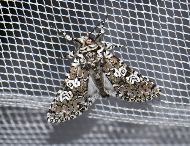 Lamprosticta culta - hármasfoltú bagoly