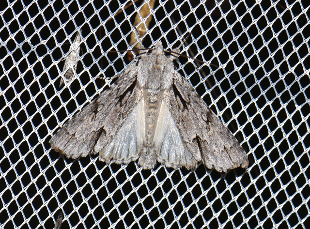 Acronicta tridens - barnás szigonyosbagoly
