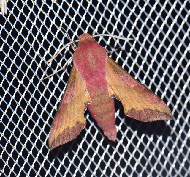 Deilephila porcellus - piros szender