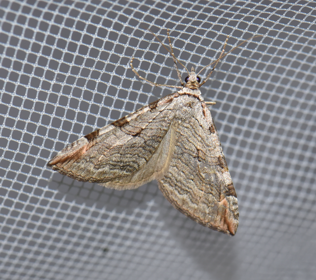 Aplocera plagiata - szürke csíkosaraszoló
