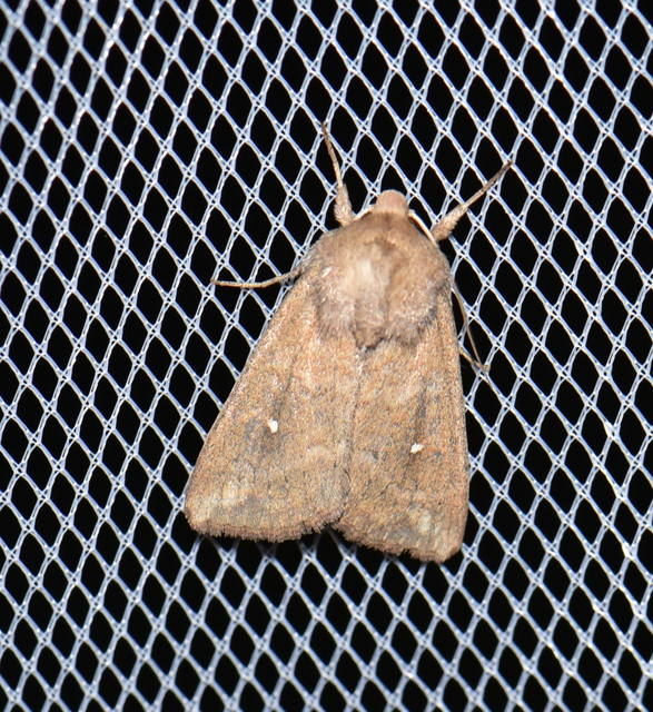 Mythimna albipuncta - fehérpettyes rétibagoly