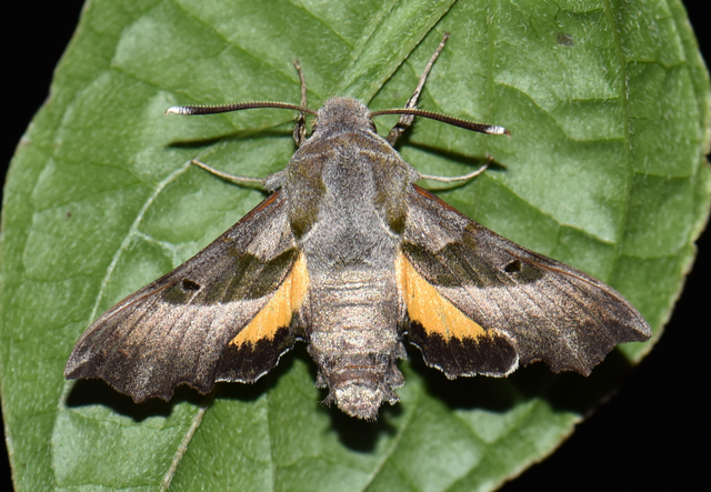 Proserpinus proserpina - törpeszender