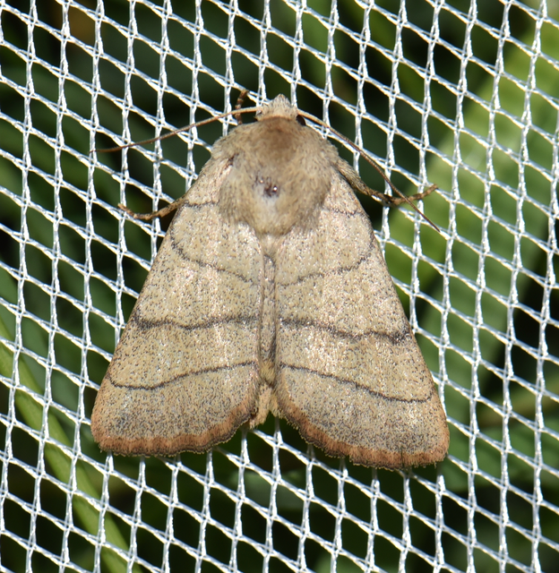 Charanyca trigrammica - háromsávos lombbagoly