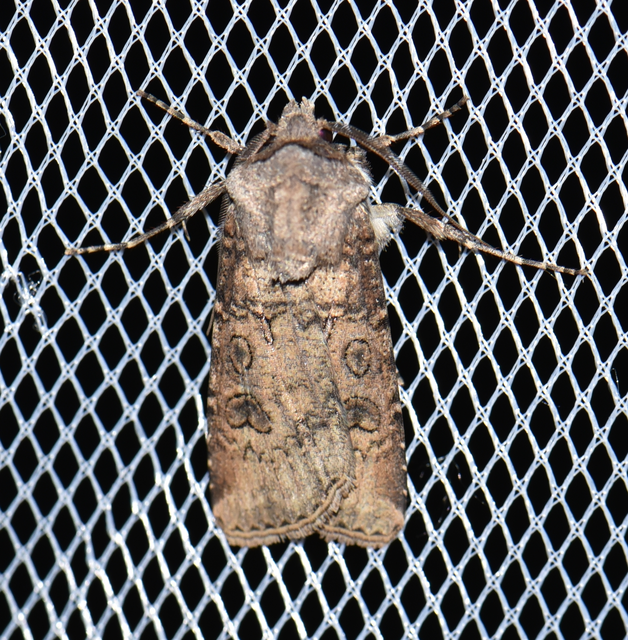 Agrotis segetum - vetési földibagoly