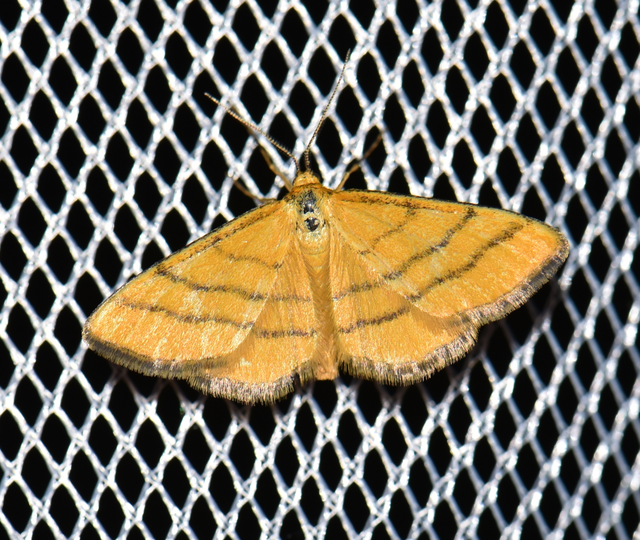 Idaea aureolaria - aranyos sávosaraszoló