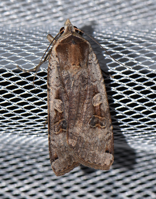 Noctua pronuba - nagy sárgafűbagoly
