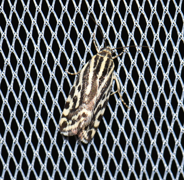 Emmelia trabealis - zebrabagoly