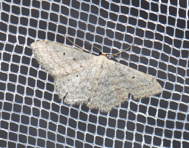 Scopula incanata - hamvas sávosaraszoló