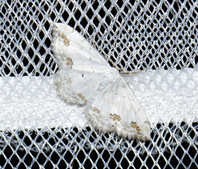 Scopula ornata - díszes fehéraraszoló