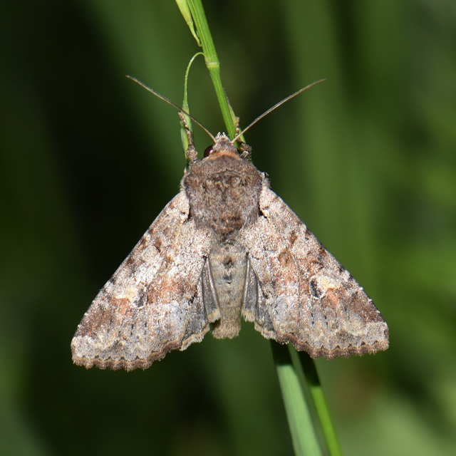 Apamea sordens - kalászrágó dudvabagoly