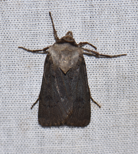 Agrotis cinerea - szürkés földibagoly