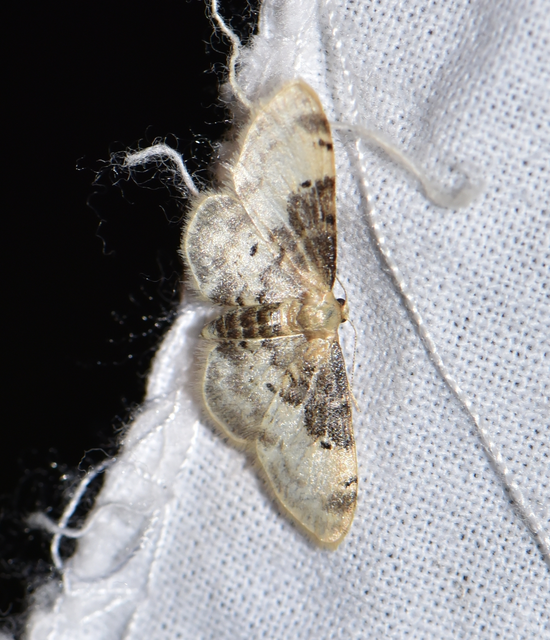 Idaea filicata - sötéttövű apróaraszoló