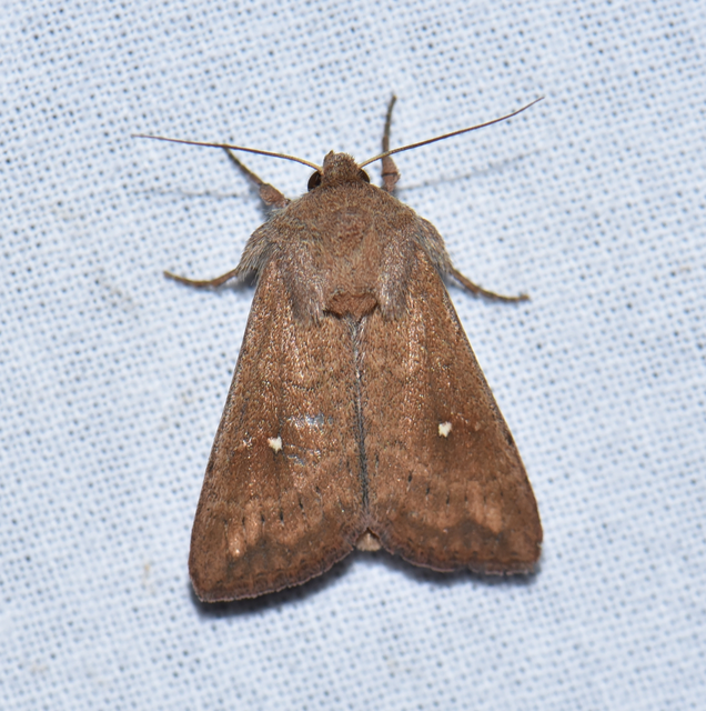 Mythimna albipuncta - fehérpettyes rétibagoly