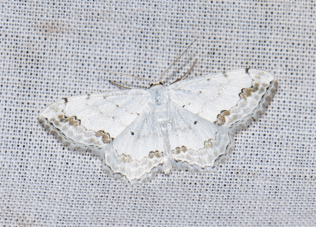 Scopula ornata - díszes fehéraraszoló