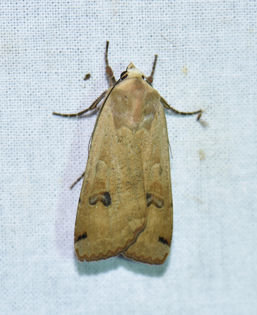 Noctua pronuba - nagy sárgafűbagoly