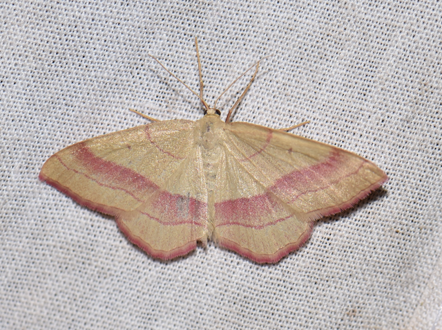 Rhodostrophia vibicaria - pirosszélű araszoló