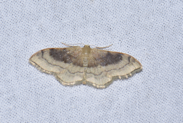 Idaea degeneraria - barnasávos araszoló