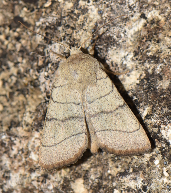 Charanyca trigrammica - háromsávos lombbagoly