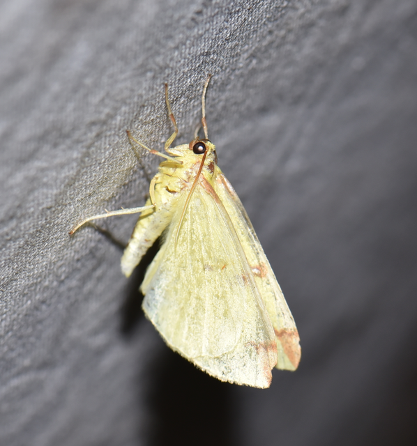 Opisthograptis luteolata - citromsárga araszoló