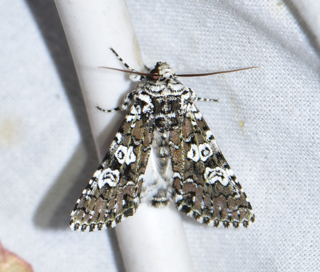 Lamprosticta culta - hármasfoltú bagoly