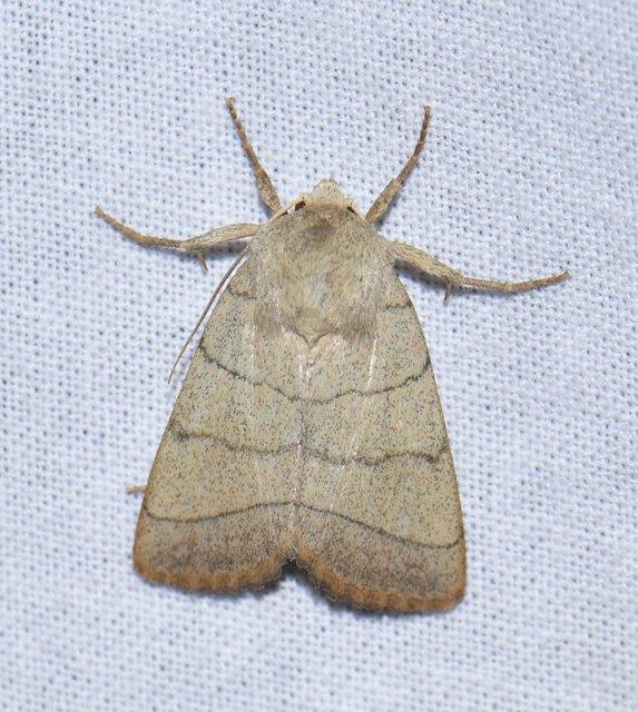 Charanyca trigrammica - háromsávos lombbagoly