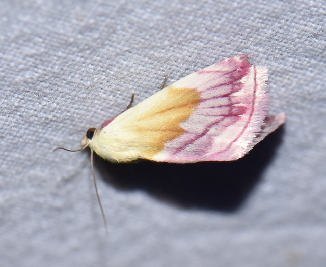 Eublemma purpurina - bíboros törpebagoly