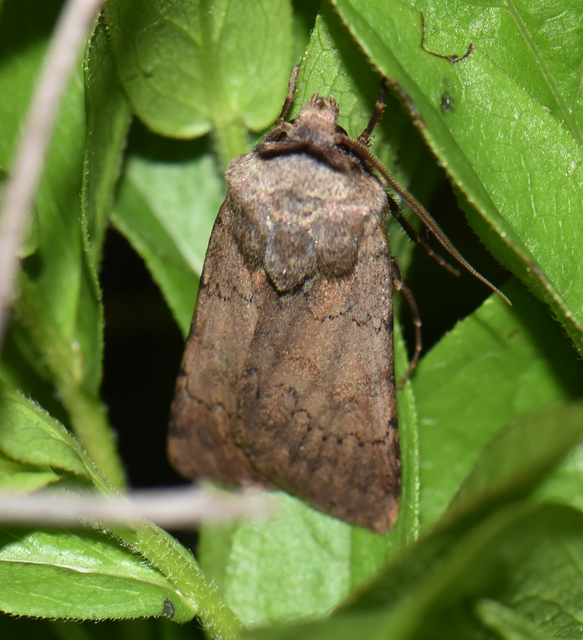 Agrotis cinerea - szürkés földibagoly