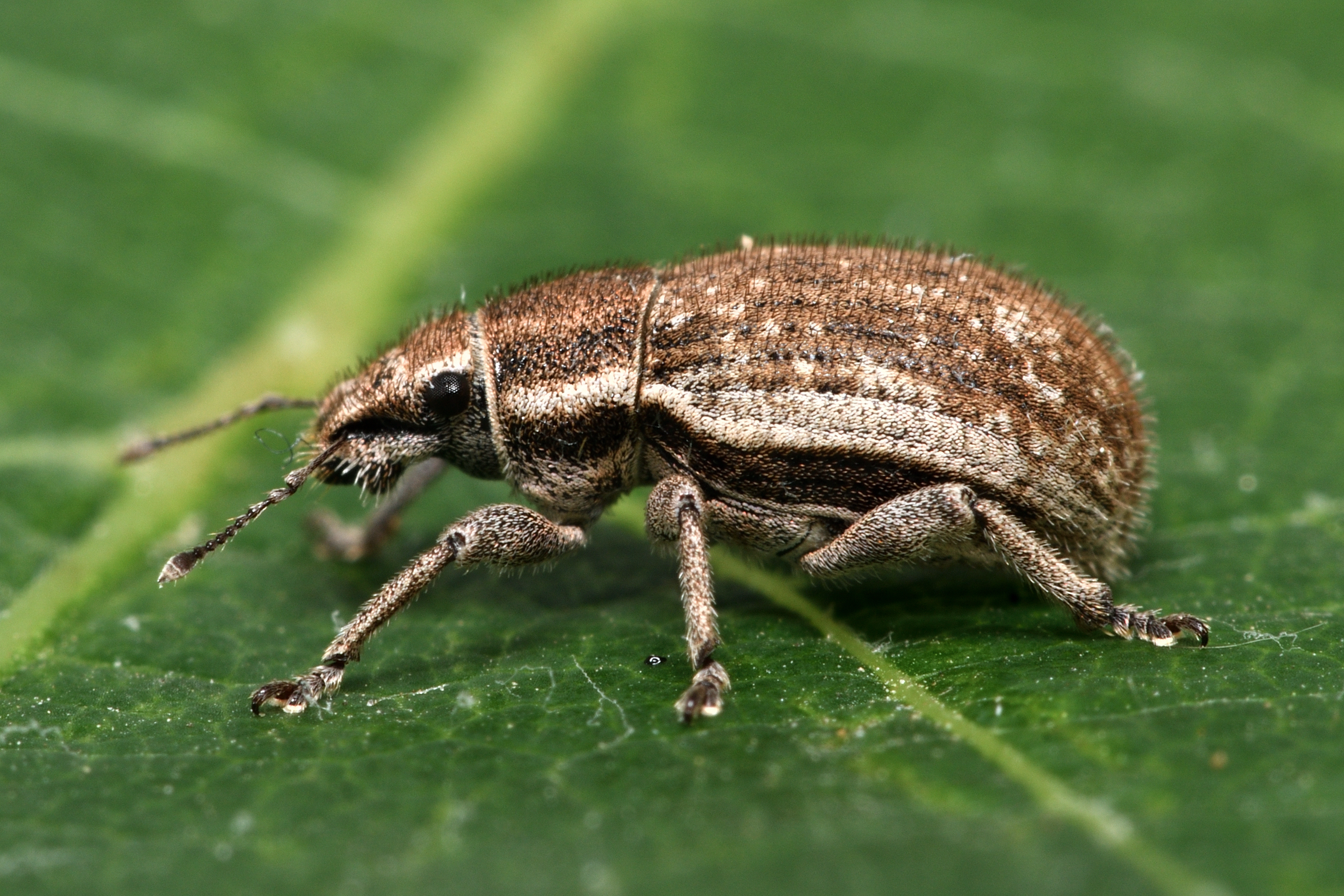 Strophosoma faber - homoki mesterormányos