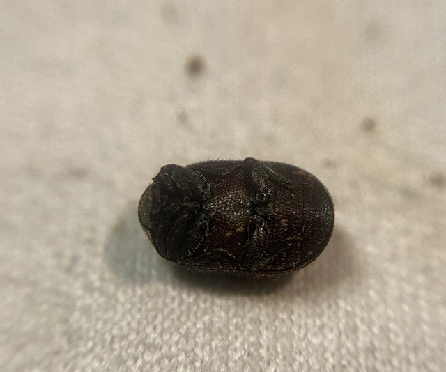 Aesalus scarabaeoides - szőrös szarvasbogár