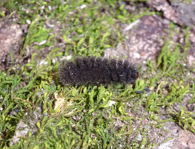 Amata phegea - fehérpettyes álcsüngőlepke