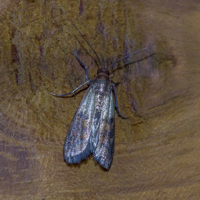 Plodia interpunctella - aszalványmoly