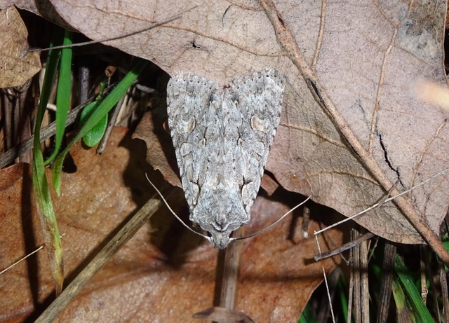 Lithophane ornitopus - közönséges fabagoly
